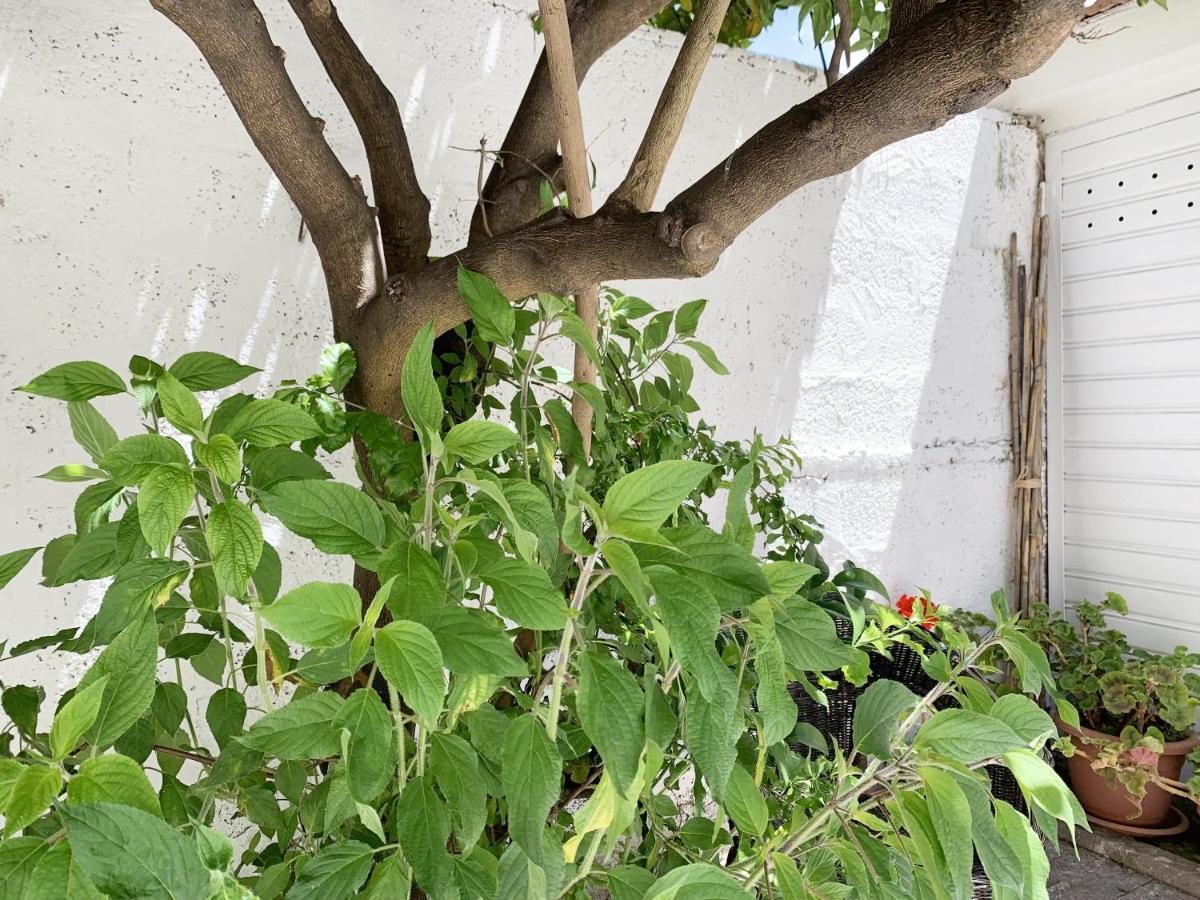 Tap Apartments - In Independent House With Private Garden Alghero Zewnętrze zdjęcie